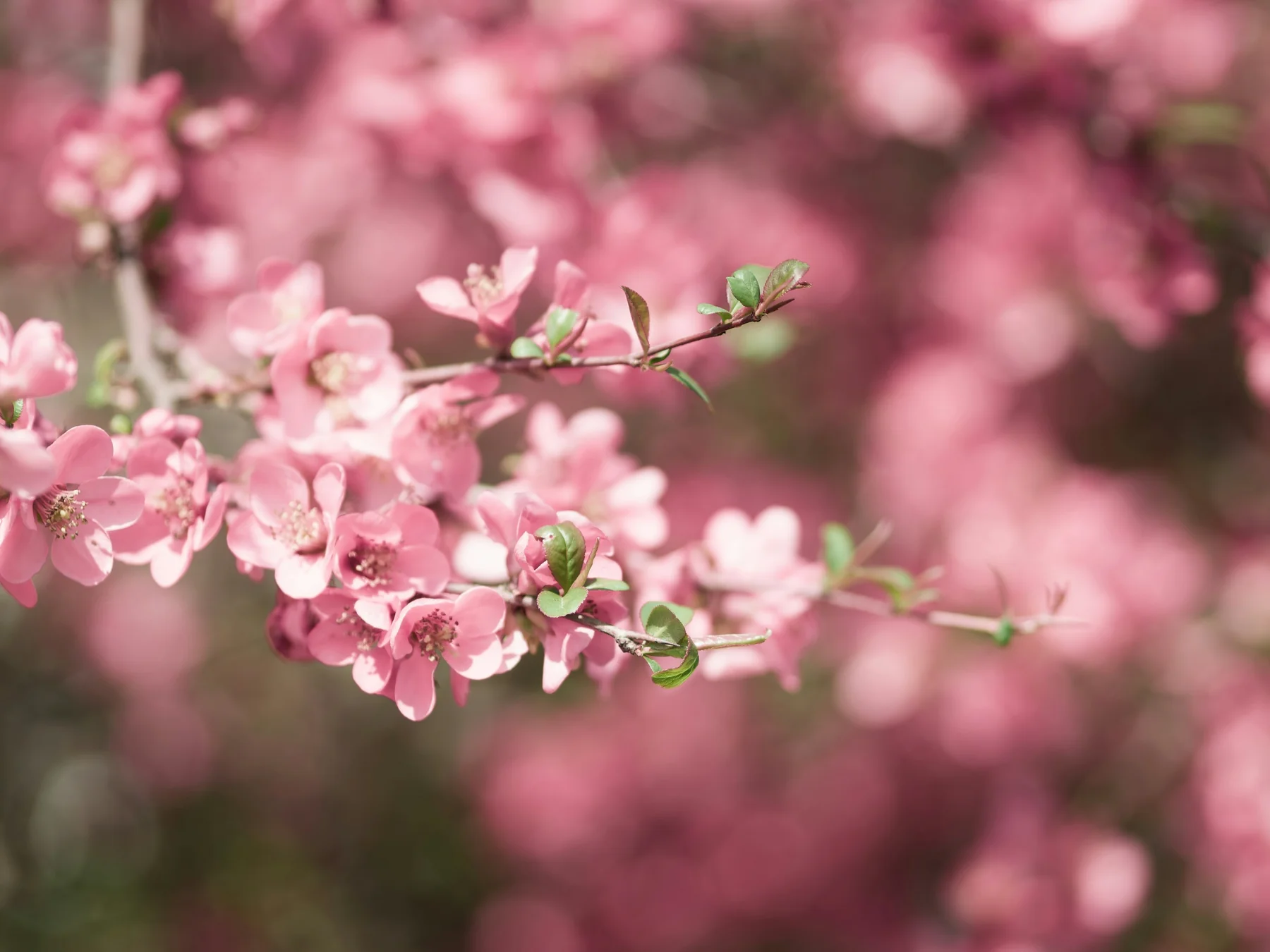 Ramas con flores de primavera en detalle