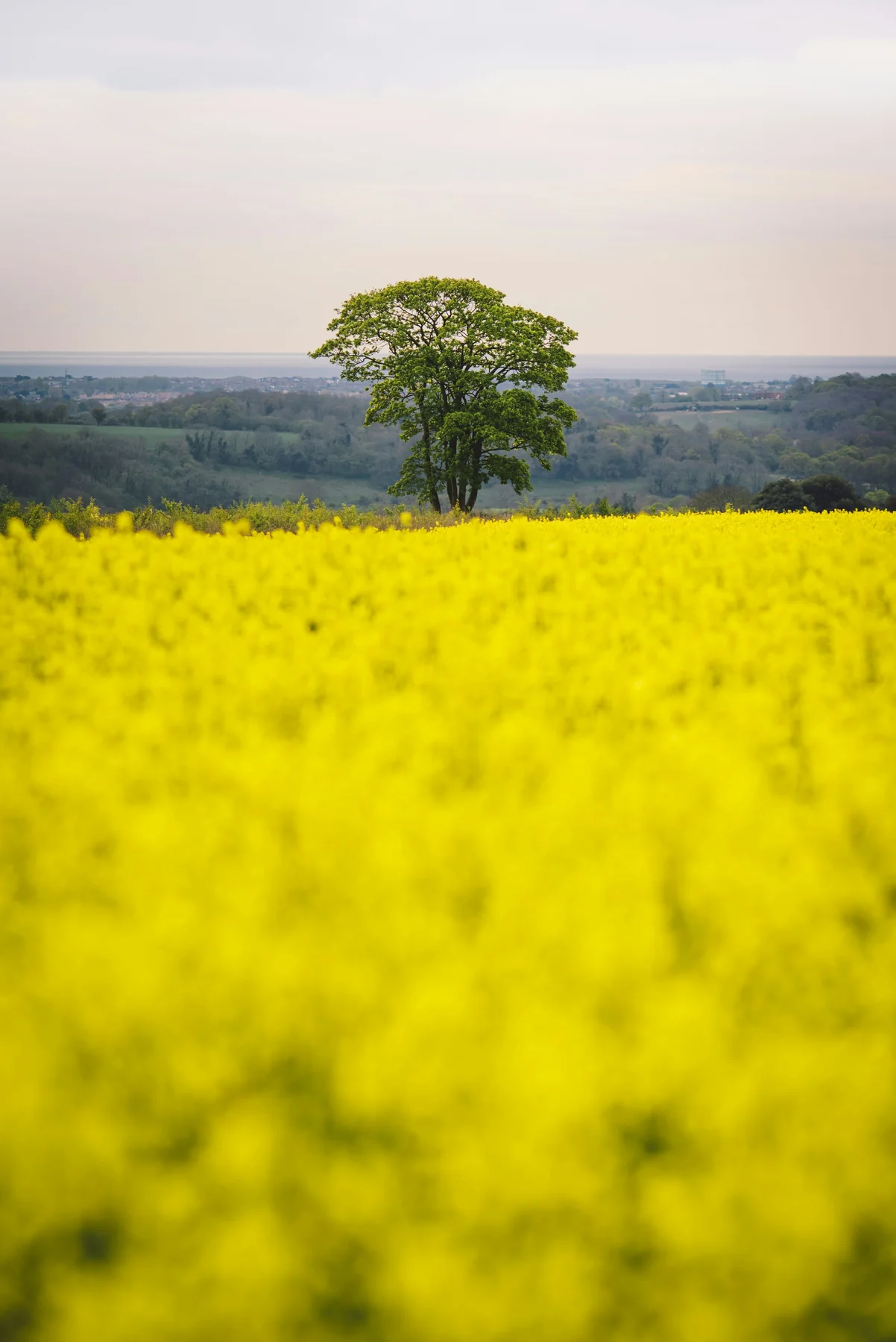 Campo de flores en primavera