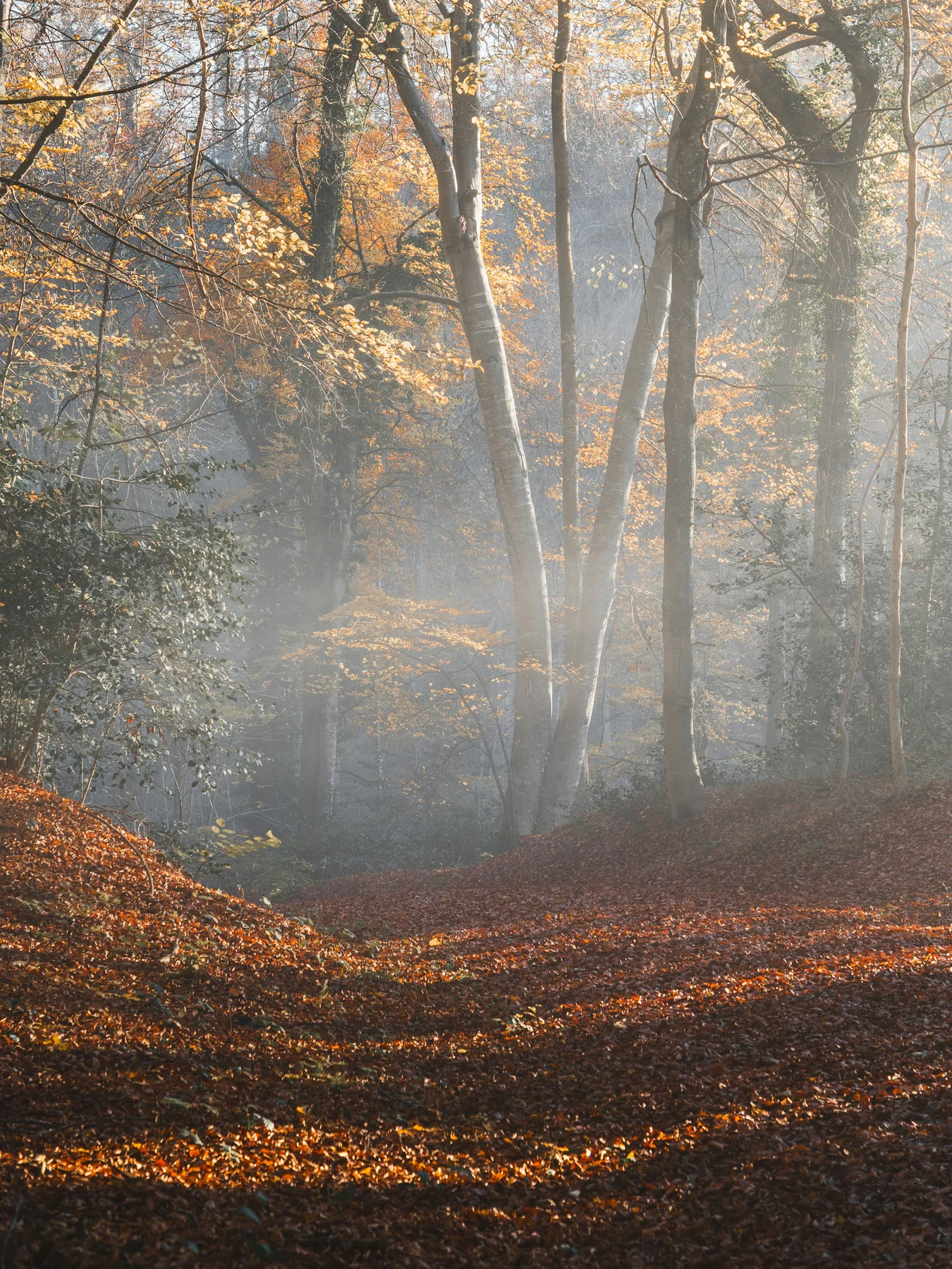 Bosque de otoño con niebla