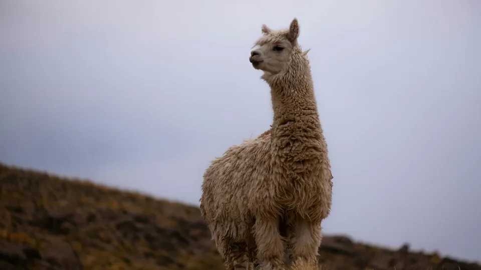 🦙 Perú: 12 Dias a Tu Aire + Hotel + Vuelo