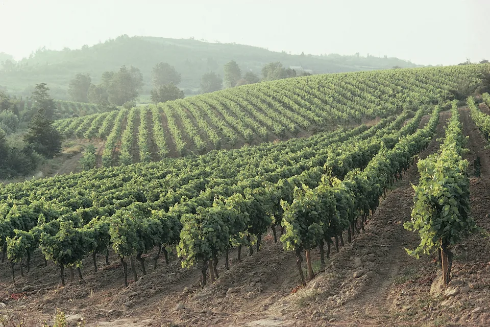 🍇🍷 ¡Ruta del Vino Rioja! Escapada de 5 días a tu aire 🚗