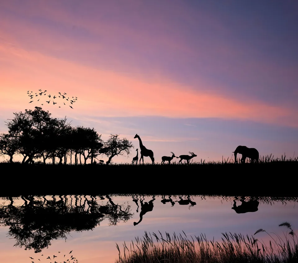 🦁 ¡El rugido de la sabana! Los mejores Safaris en África
