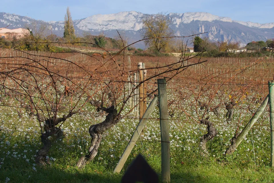🍇🍷 ¡Ruta del Vino Rioja! Escapada de 5 días a tu aire 🚗