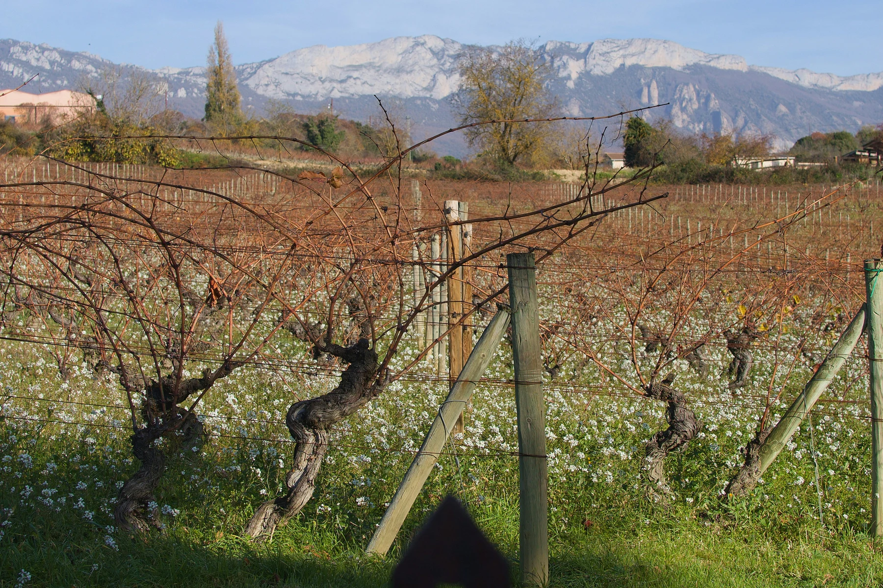 🍇🍷 ¡Ruta del Vino Rioja! Escapada de 5 días a tu aire 🚗