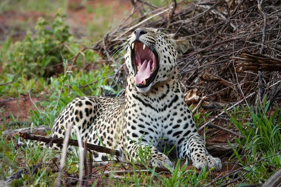 🐆 Namibia: 11 días a Tu Aire🚗 + Hotel + Vuelos