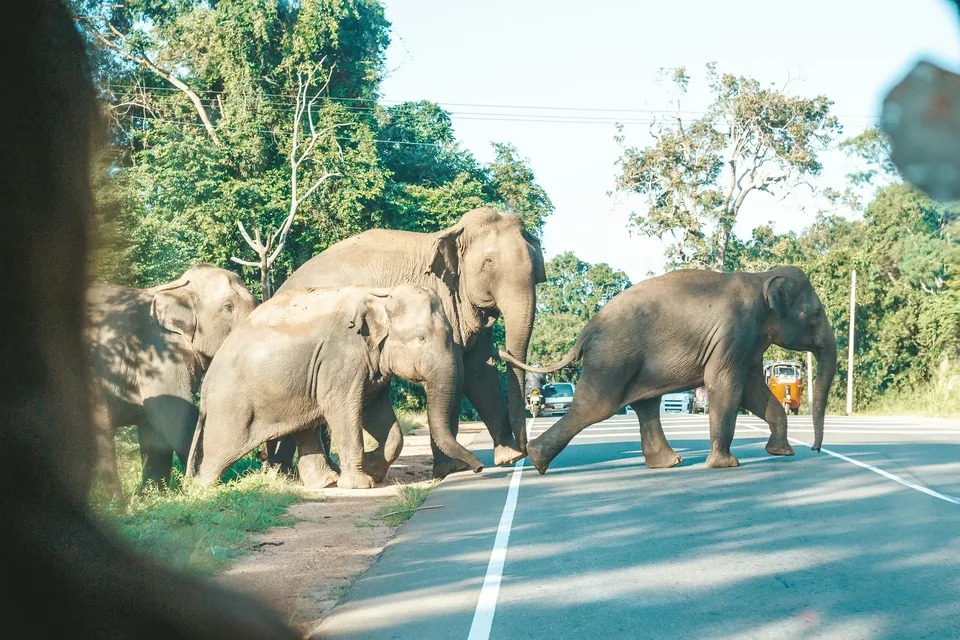 🛕 Sri Lanka: 10 días de Circuito Privado + Hoteles + Vuelos
