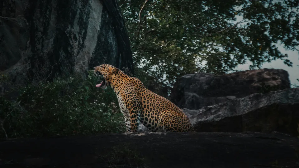 🛕 Sri Lanka: 10 días de Circuito Privado + Hoteles + Vuelos