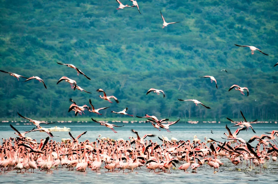 🦁 Kenia e Islas del Índico: 11 Días + Circuito con estancia en playa