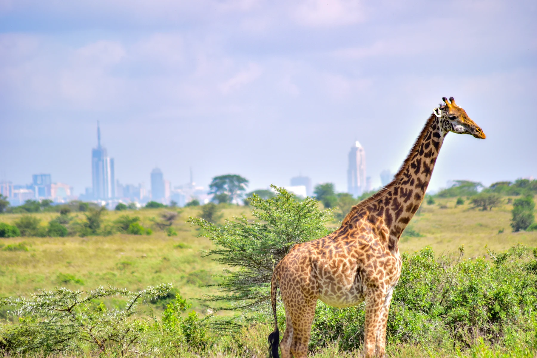 🦁 ¡El rugido de la sabana! Los mejores Safaris en África