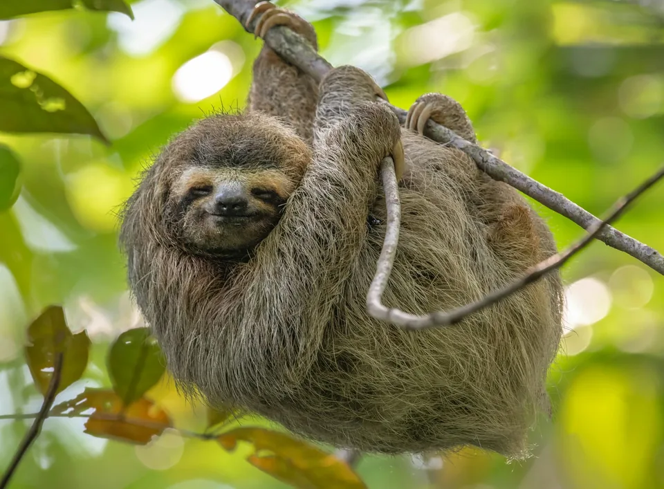 🇨🇷🐒 ¡El viaje de tu vida! Costa Rica a tu aire durante 11 días 🚗