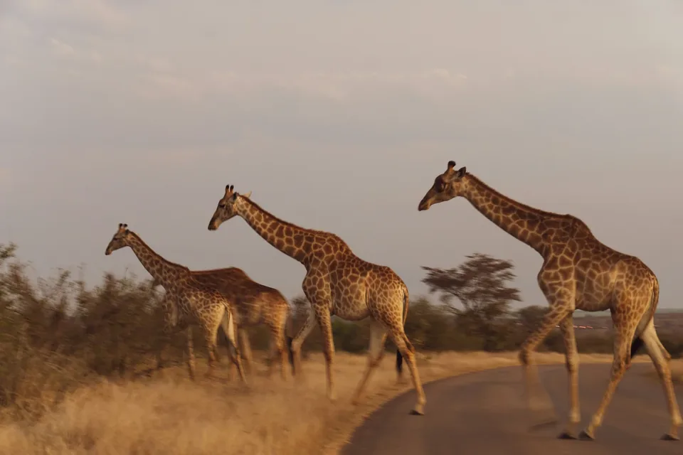 🦁 Sudáfrica: Circuito de 9 días + Hoteles + Vuelos