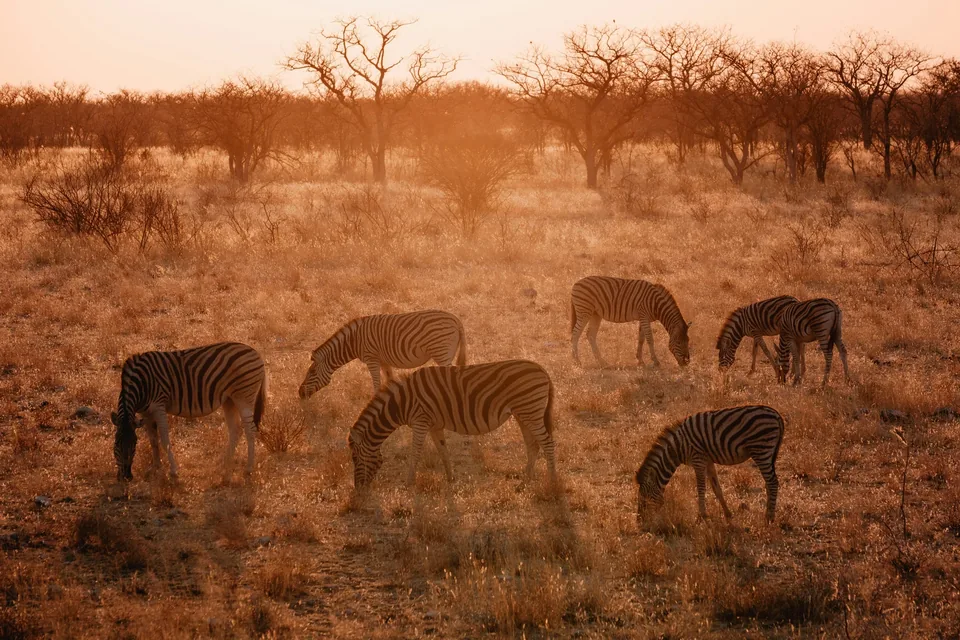 🐆 Namibia: 11 días a Tu Aire🚗 + Hotel + Vuelos