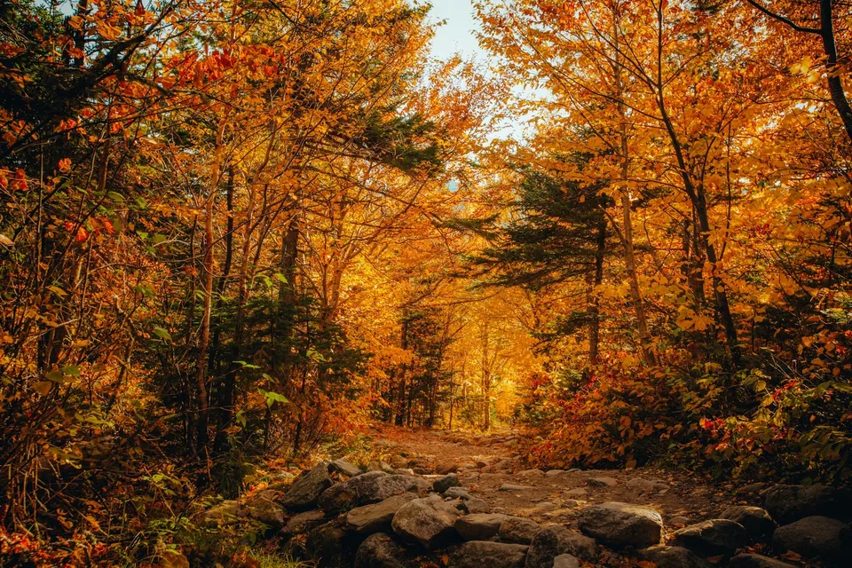 Finde en la Selva de Irati