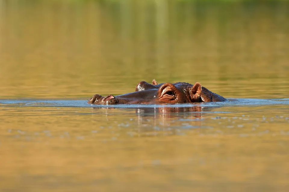 🦁 ¡El rugido de la sabana! Los mejores Safaris en África