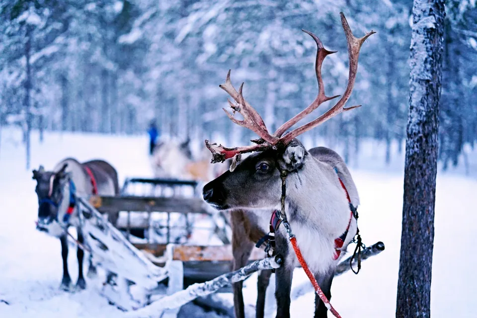 🎅¡Mágica aventura en Laponia en busca de Papá Noel!