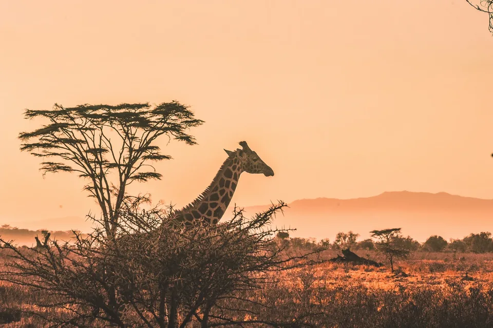 🦁 Kenia e Islas del Índico: 11 Días + Circuito con estancia en playa