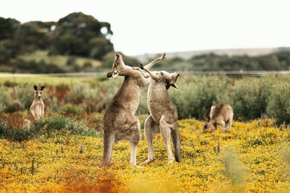 🐨 Australia: A tu aire 13 días + Hoteles + Vuelos