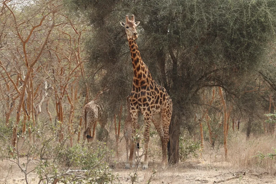 🇸🇳🦁 ¡Descubre la magia de África! Circuito por Senegal de 9 días 🏖️