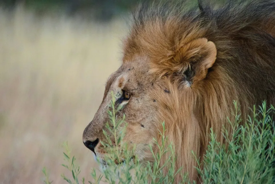 🐆 Namibia: 11 días a Tu Aire🚗 + Hotel + Vuelos