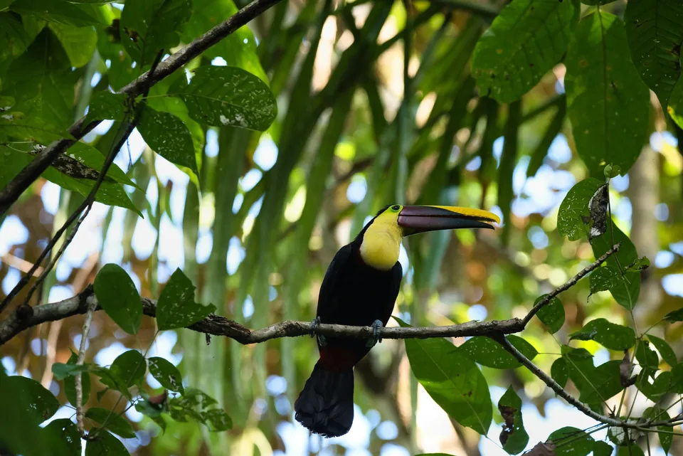 🦜 Costa Rica: 11 días a tu aire +Hoteles + Vuelos + Coche