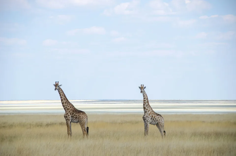 🐆 Namibia: 11 días a Tu Aire🚗 + Hotel + Vuelos