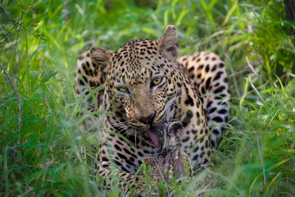 🦁 Sudáfrica: Circuito de 9 días + Hoteles + Vuelos