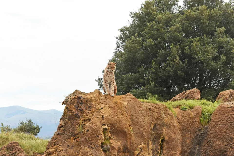 🌲 Cantabria: Escapada de Fin de Semana con visita a Cabárceno